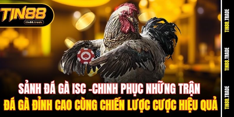 Sảnh đá gà ISC: Chinh phục những trận đá gà đỉnh cao cùng chiến lược cược hiệu quả
